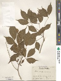 Acer cissifolium image