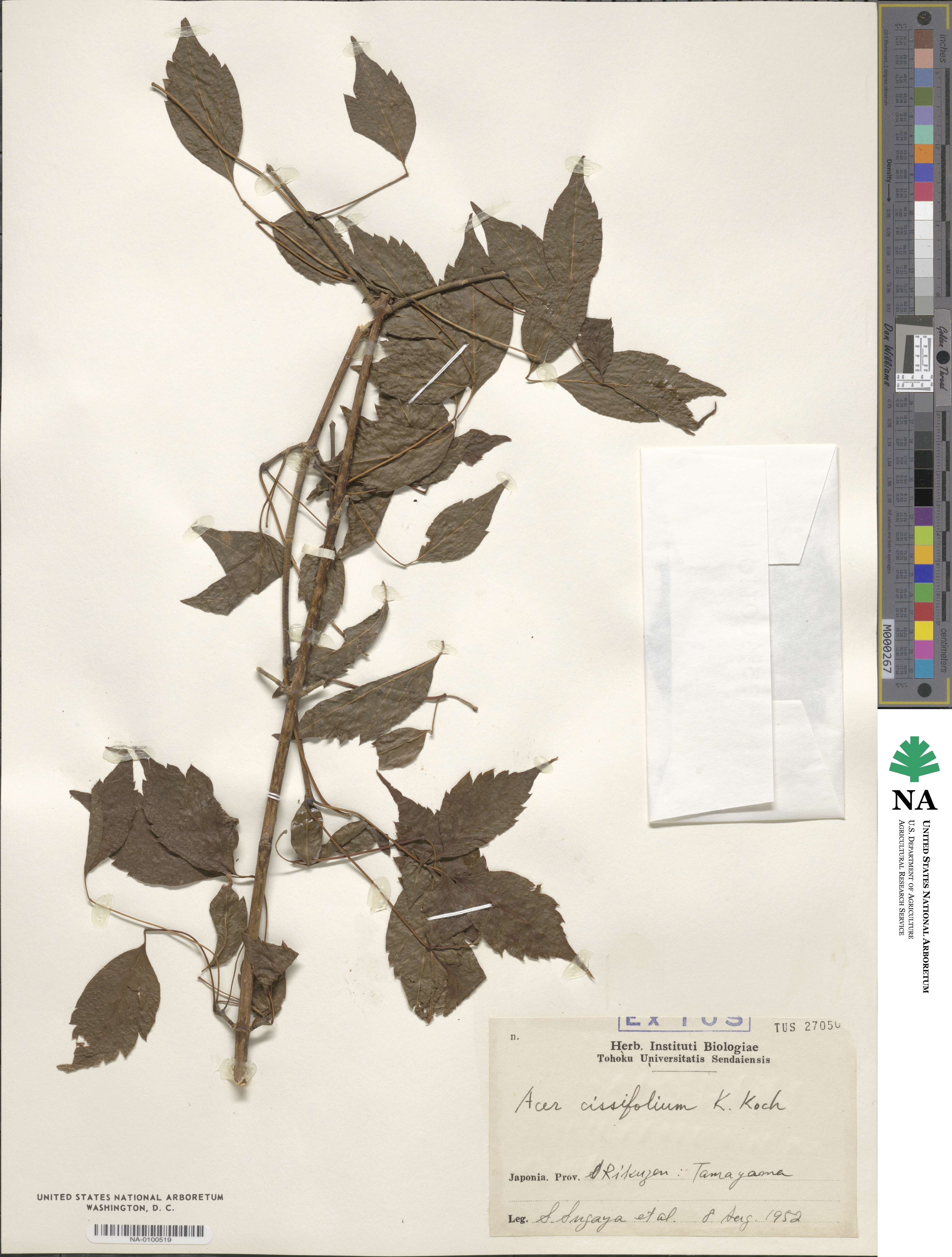 Acer cissifolium image