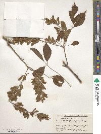 Acer cissifolium image