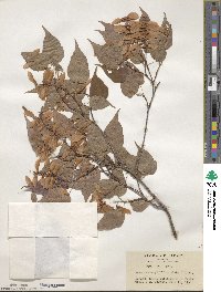 Acer crataegifolium image