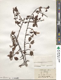 Acer crataegifolium image