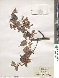 Acer crataegifolium image