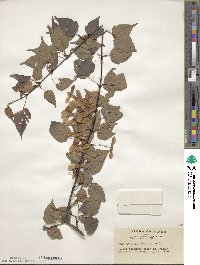 Acer crataegifolium image