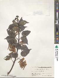 Acer crataegifolium image