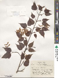 Acer crataegifolium image