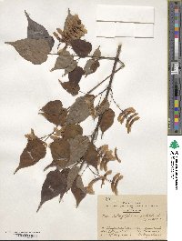 Acer crataegifolium image