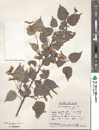 Acer crataegifolium image