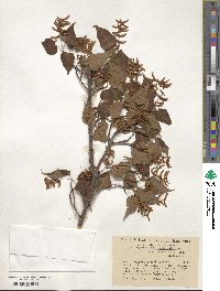 Acer crataegifolium image