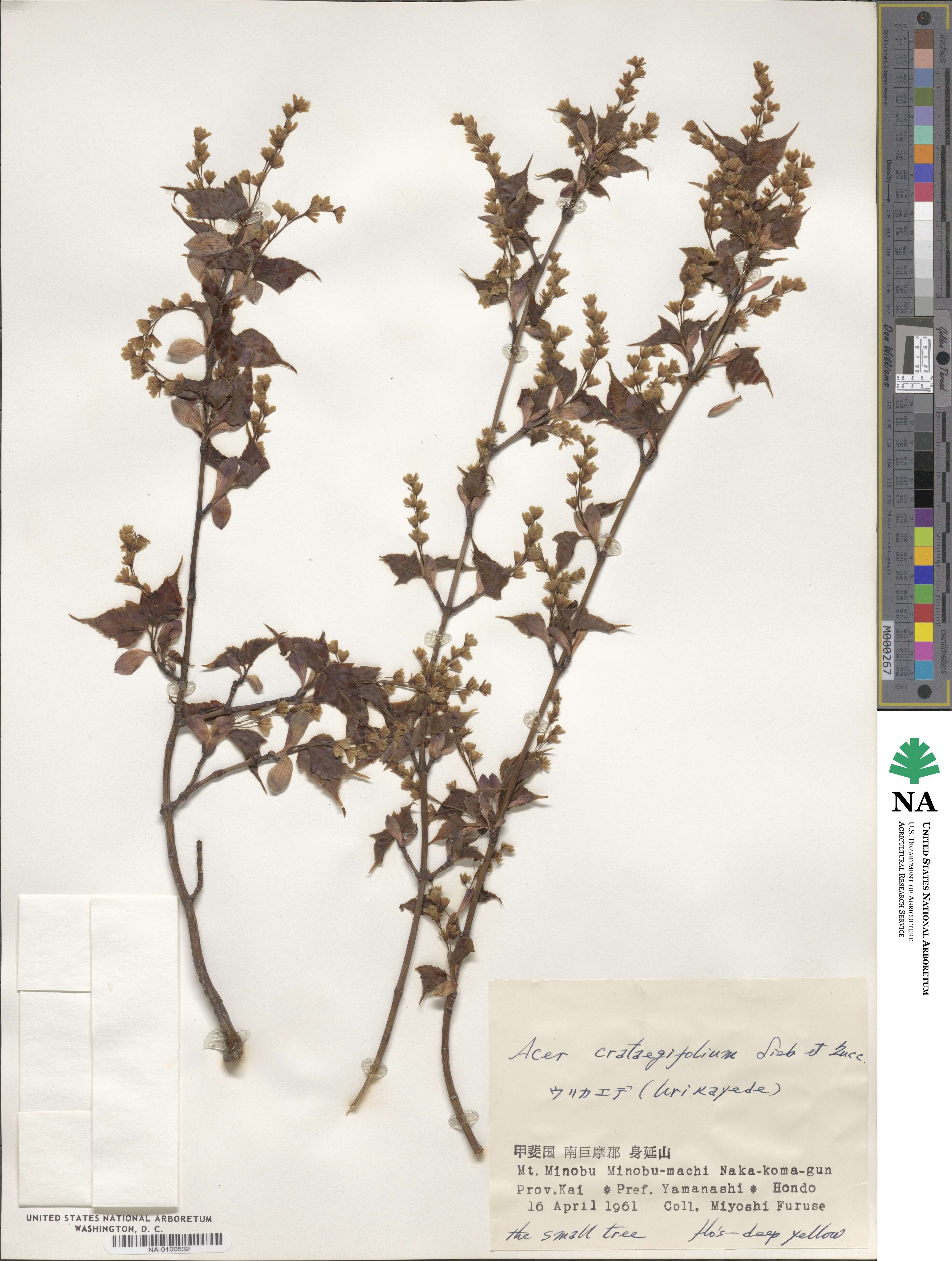 Acer crataegifolium image