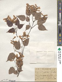 Acer crataegifolium image