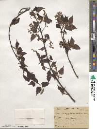 Acer crataegifolium image