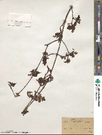 Acer crataegifolium image