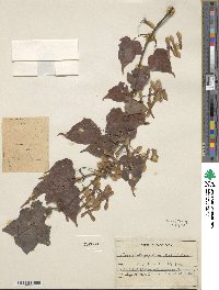 Acer crataegifolium image