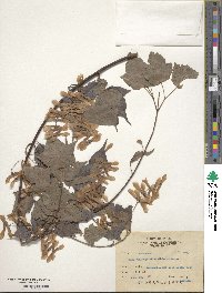 Acer crataegifolium image