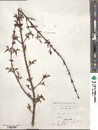 Acer crataegifolium image