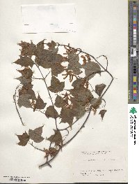 Acer crataegifolium image