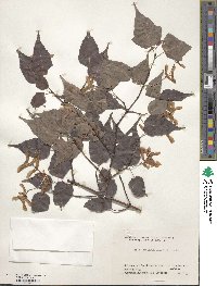 Acer crataegifolium image