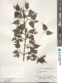 Acer crataegifolium image