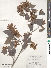 Acer crataegifolium image