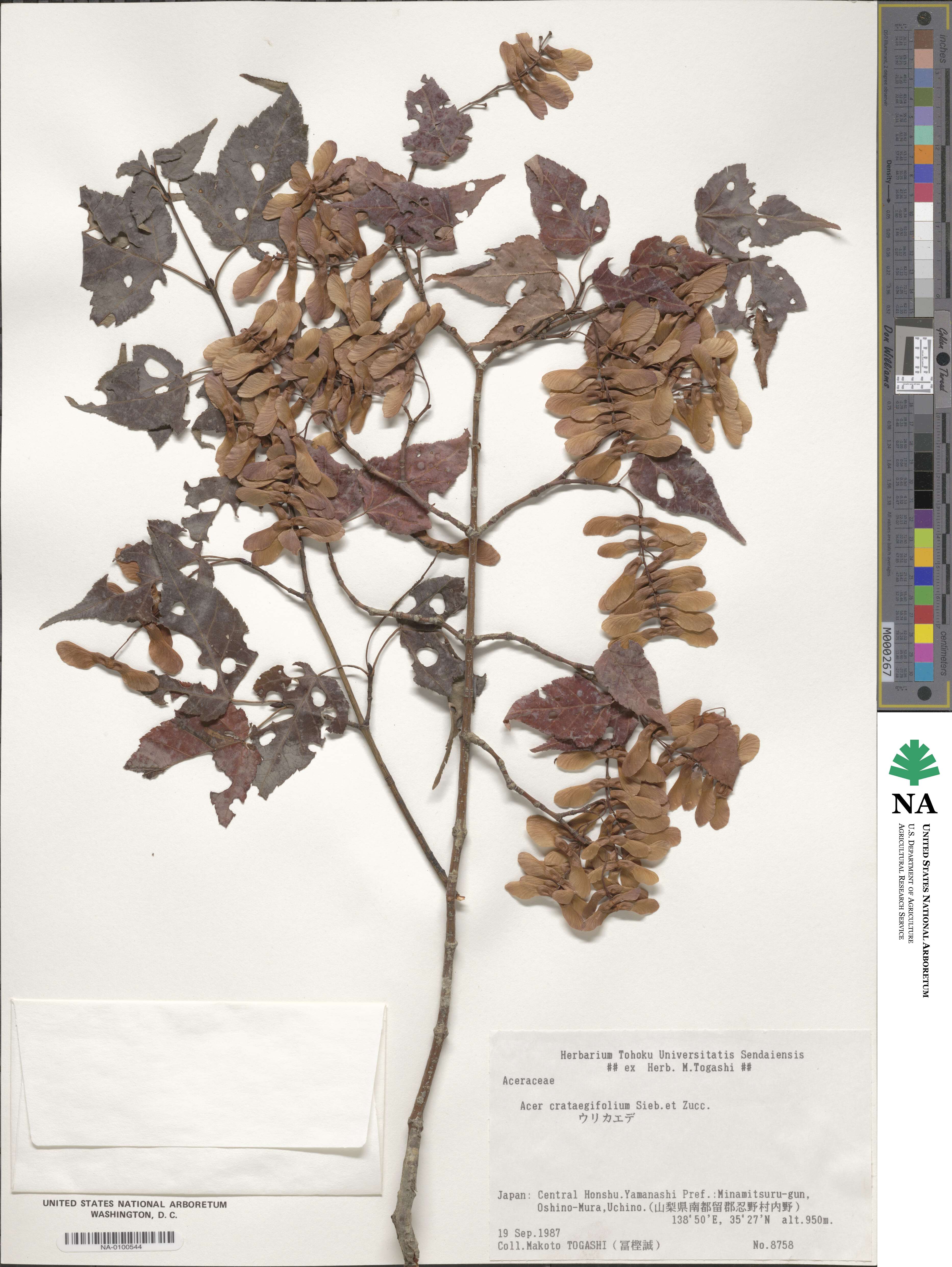 Acer crataegifolium image