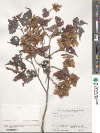 Acer crataegifolium image