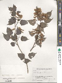 Acer crataegifolium image