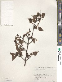 Acer crataegifolium image