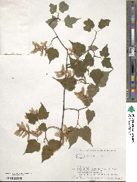 Acer crataegifolium image