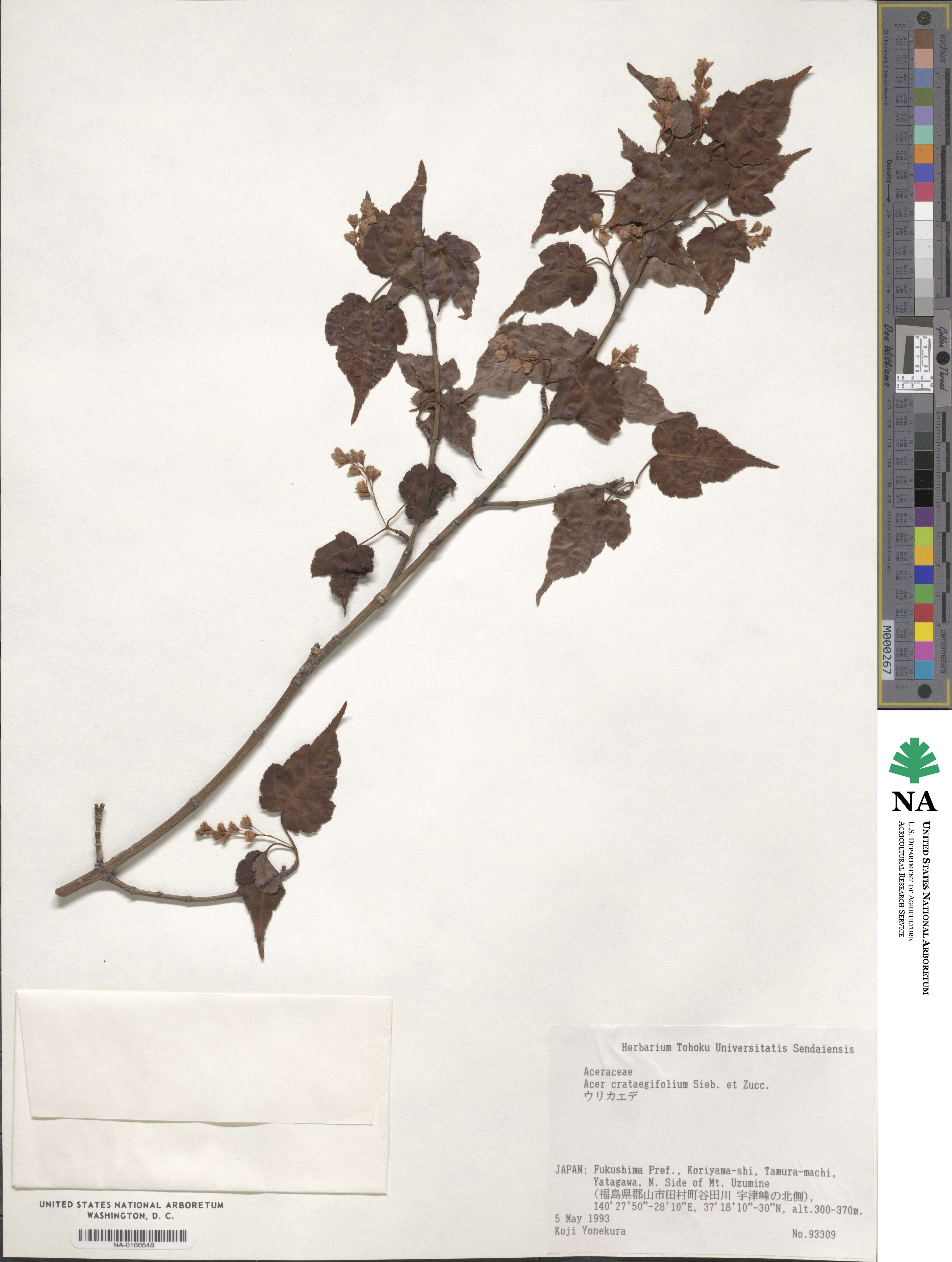 Acer crataegifolium image