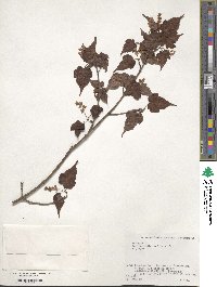 Acer crataegifolium image