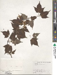 Acer crataegifolium image