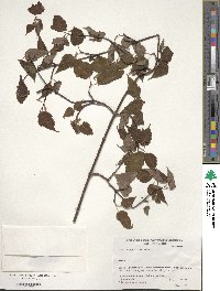 Acer crataegifolium image