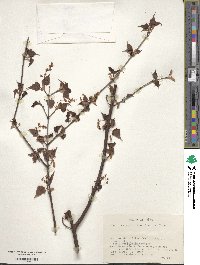 Acer crataegifolium image