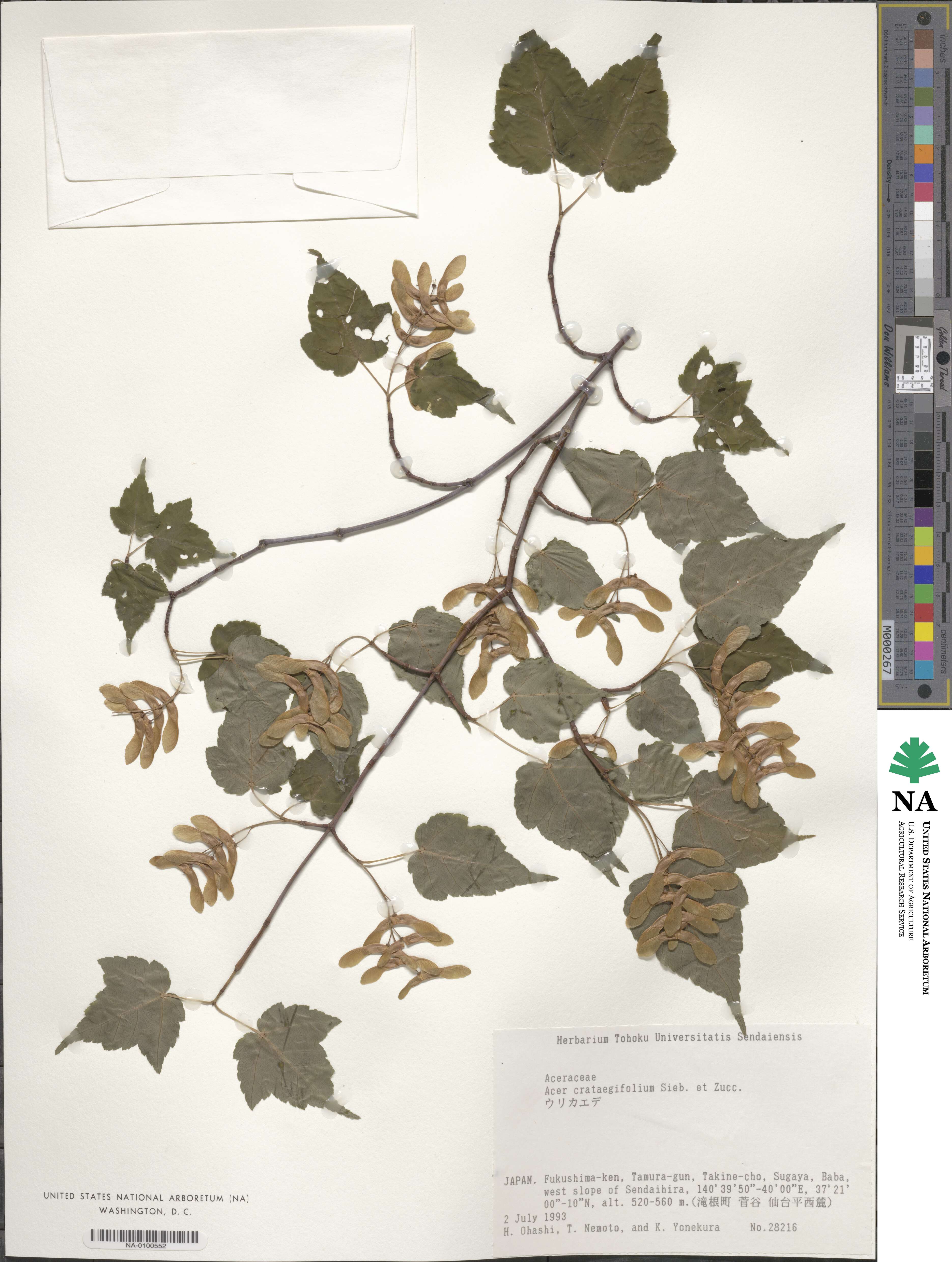 Acer crataegifolium image