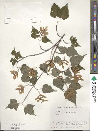 Acer crataegifolium image