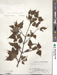 Acer crataegifolium image