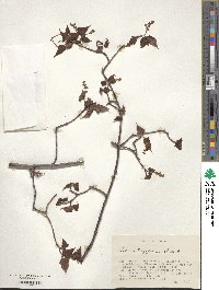 Acer crataegifolium image