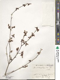 Acer crataegifolium image