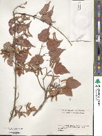 Acer crataegifolium image