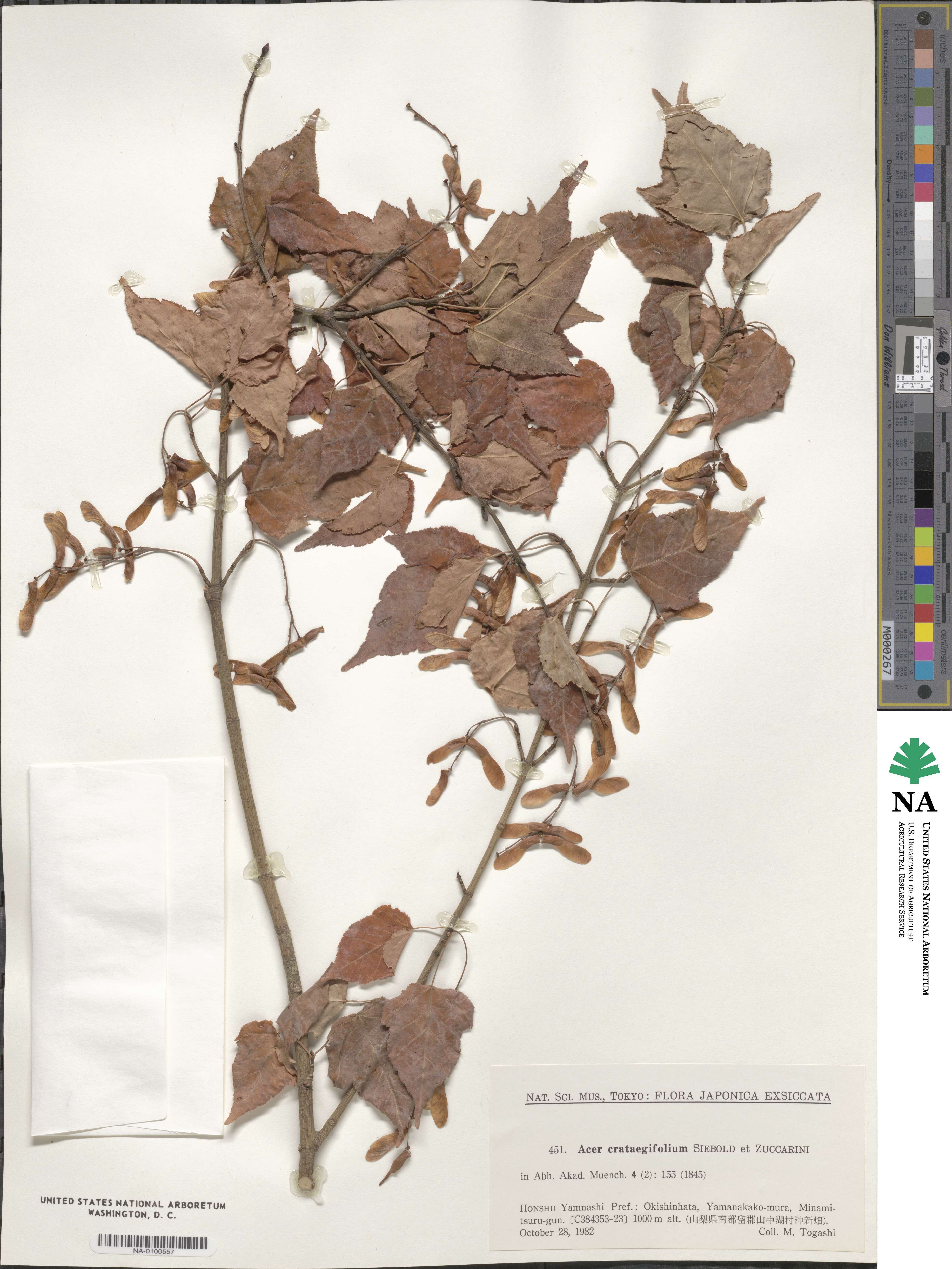 Acer crataegifolium image