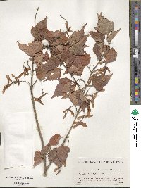 Acer crataegifolium image