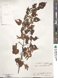 Acer crataegifolium image