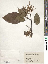 Acer davidii image