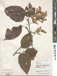 Acer davidii image