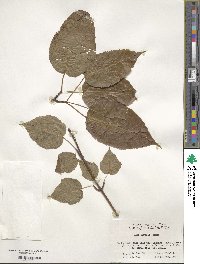 Acer davidii image