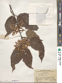 Acer davidii image