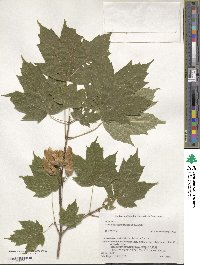 Acer diabolicum image