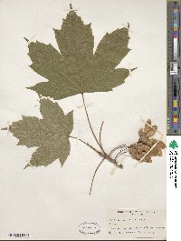 Acer diabolicum image