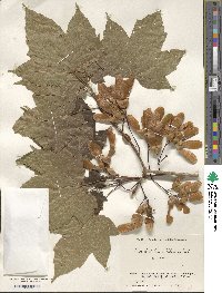 Acer diabolicum image