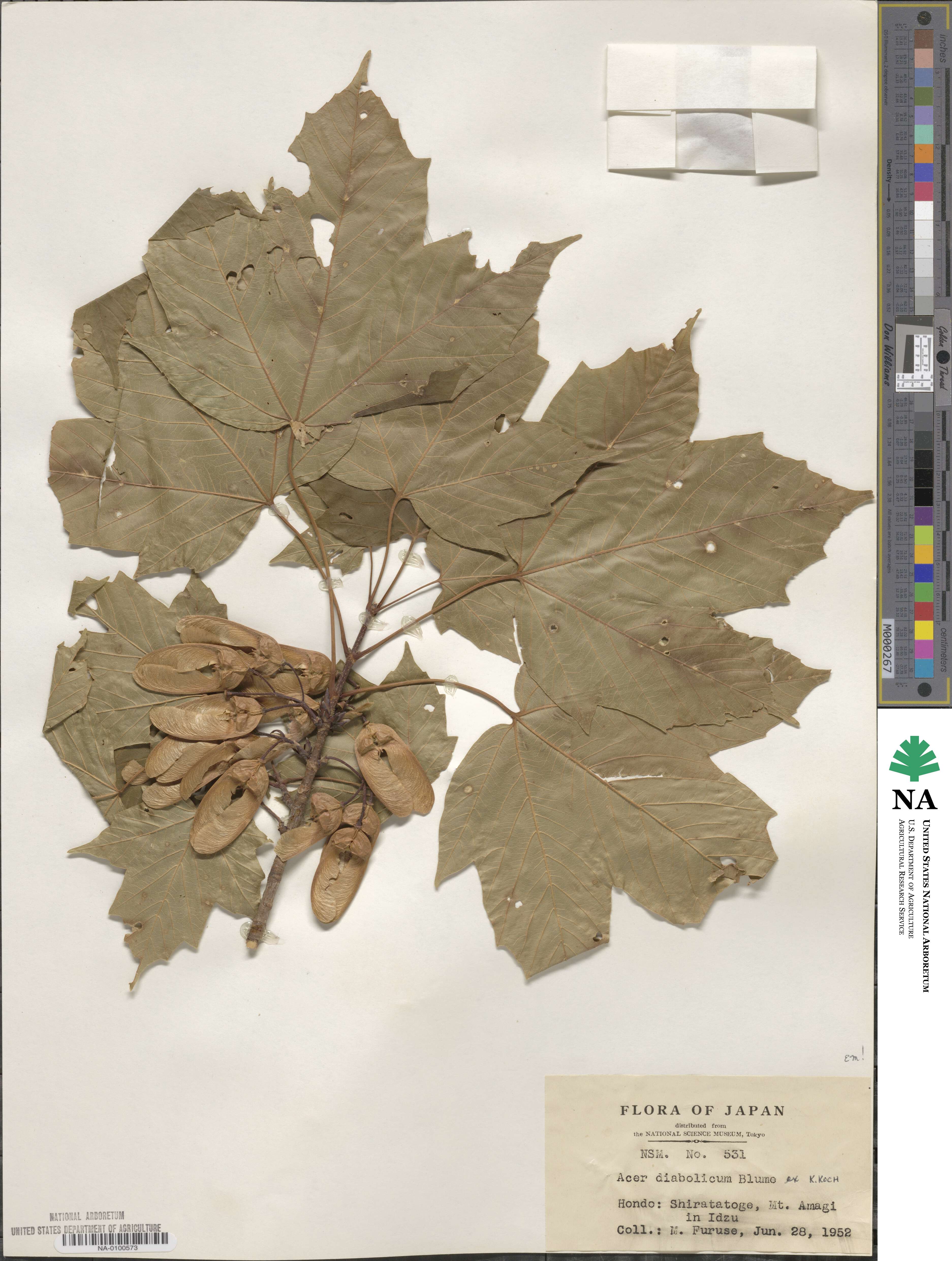 Acer diabolicum image